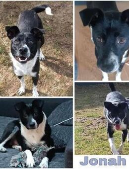 JONAH -sucht erfahrene Menschen- - Duisburg