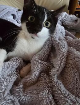 Katzenbaby - 1 super süßes aufgewecktes Katzenbaby abzugeben - Werne