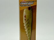 BERKLEY POWERBAIT PAPA GIANT 25CM Gummifisch Angelköder Sofbait - Telgte