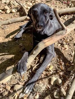 Isidora möchte die Welt erkunden - Schwabach