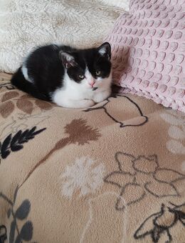 Britisch Kurzhaar Kitten Kater - Rositz