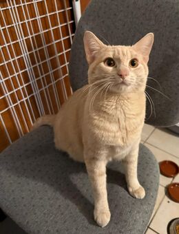 Garfield sucht ein neues Zuhause - Am Ohmberg