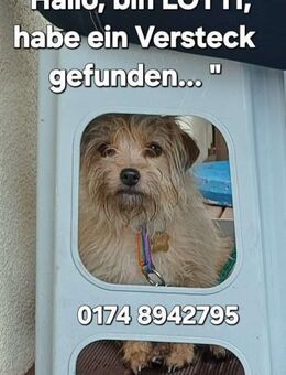 LOTTI wünscht sich liebevolles Zuhause - Kreuth