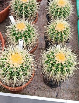 Echinocactus grusonii ("Schwiegermuttersitz" abzugeben - Püttlingen