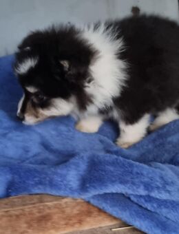 Sheltie-Kleinspitz Welpen - Lähden