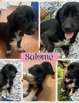 Findet Salomé ein kuscheliges Plätzchen? - Bissingen
