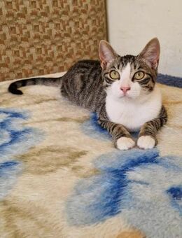 Jorko als Kitten auf der Straße gefunden - Augsburg