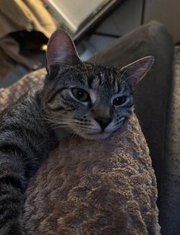 Liebevolle Jungkatze „Sani“ sucht neues Zuhause 🐾 - Bad Oldesloe