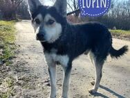 Lupin eine Seele vom Hund - Mannheim