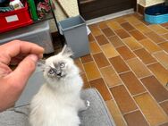 2 süße Ragdoll-Kitten ab sofort in gute Hände abzugeben! - Neuhütten (Bayern)