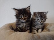 Maine coon Kitten - Bächingen (Brenz)