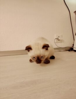 BabyKatze - Münster