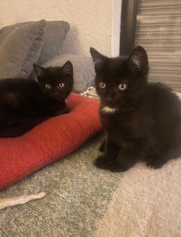 Kitten / Katzenbabys - Niederelbert