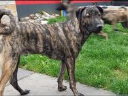 hübscher reinrassiger Hütehund Welpen 5 Monate beide Eltern leben bei uns sucht noch sein Zuhause