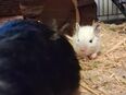 4 Degus suchen ein neues Zuhause in 52379