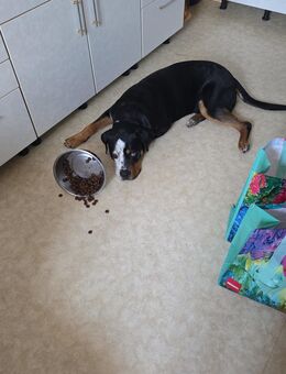 Mastaff Rotweiler Mischling zu verkaufen - Halle (Saale)