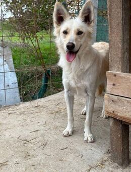 INDY 🐾❤️ wunderschönes Mädchen - Eichendorf