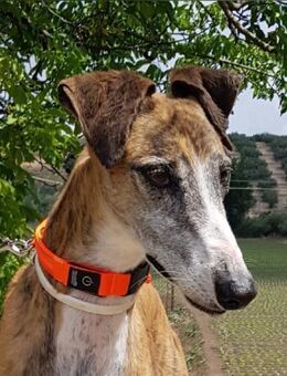 Jupiter hat leider sein Zuhause verloren - Laatzen