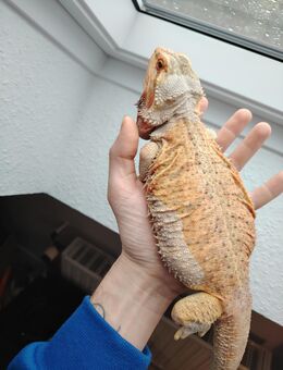 Farb Bartagamen Dame German giant in gute Hände ab zu geben - Gotha