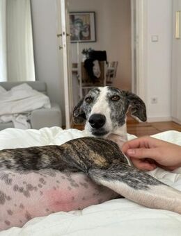 Hypathia - kontaktfreudig und freundlich - Heppenheim (Bergstraße)