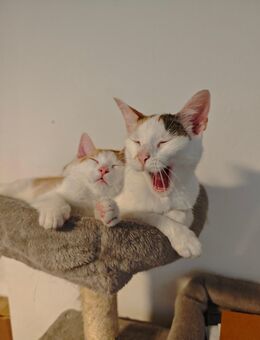 Katzenbaby kitten abzugeben - Hamburg