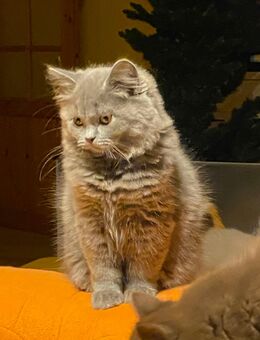 nur noch 1 BLH Baby, blau, mit Stammbaum sucht sein neues Lieblingszuhause - Wagenfeld