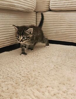 Kitten - Mettingen