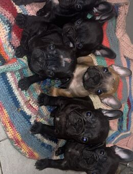 Süße Welpen suchen ein zu Hause - Frankfurt (Oder)