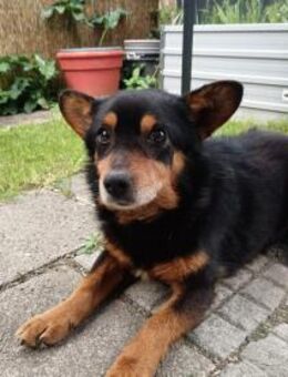 Nobby sucht ein liebevolles Zuhause ❤️ - Großefehn