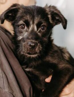 zauberhafter, lieber Welpe Cookie - Kallmünz