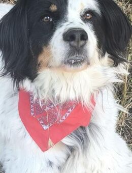 OLIVIA - ruhige, freundliche Setter-Mix- - Kempen