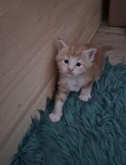 5 gesunde Reinrassige Maine Coon Kitten ab September ab zu geben - Nordheim