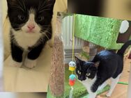 Katzen Mama mit ihrem Baby in gute Hände abgeben - Berlin