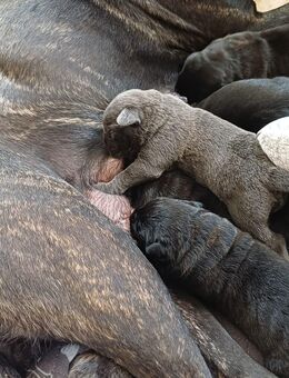 Gesunde, kräftige Cane Corso Welpen - Zollikon