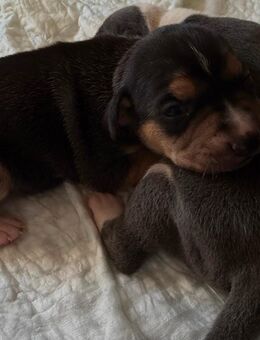 🐾 6 süße Mischlingswelpen suchen bald ein liebevolles Zuhause – 3 Rüden & 3 Weibchen 🐾 - Saarbrücken Zentrum