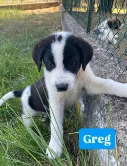 Greg - sucht Familie mit ❤️❤️❤️ - Grevenbroich