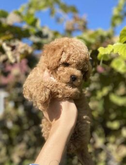 Abholbereit!! Süsse Maltipoo Welpen - Bramsche
