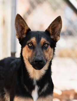 Junger SchäferhundMix KOOS sucht sein Zuhause - Reischach