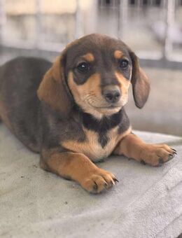 Petty- Hundekind sucht ein Zuhause - Berlin