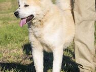 Fantom ein typischer Akita - Puchheim