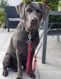 Bandit - Hundekenner aufgepasst! - Obertshausen