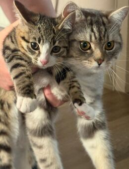 Zwei Katzen abzugeben inkl. Equipment - Winsen (Luhe)
