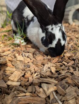 Hasen Stallhasen Kaninchen - Neuhausen (Fildern)