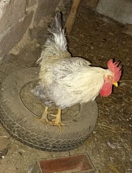 Hahn Anton - Gilserberg