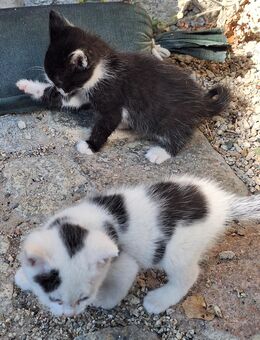 Junge Katzen/Kitten - Konnersreuth