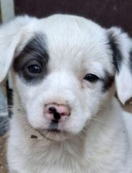 Katjes, geb. ca. 10/2025, GRIECHENLAND - Euskirchen