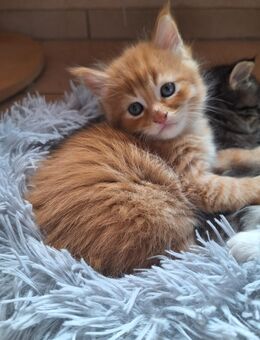 Bezaubernde Maine Coon Kitten zu verkaufen - Bad Laer