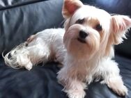 1 unsere Yorkshire Terrier Hündin sucht ein schönes Zuhause - Rodgau