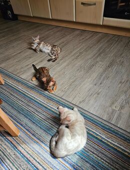 Bangal-Katzen Babys - Iphofen
