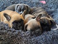 Französische Bulldoggen suchen ein neues Zuhause - Ringgau